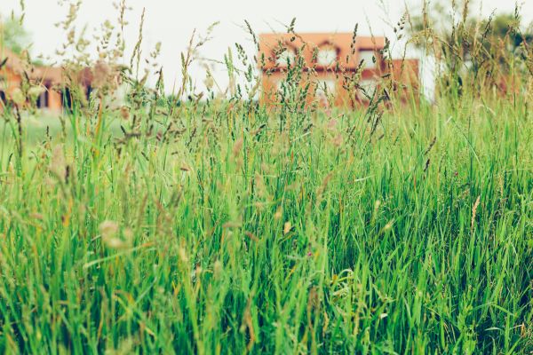 Tall Grass Cutting in Lake Stevens
