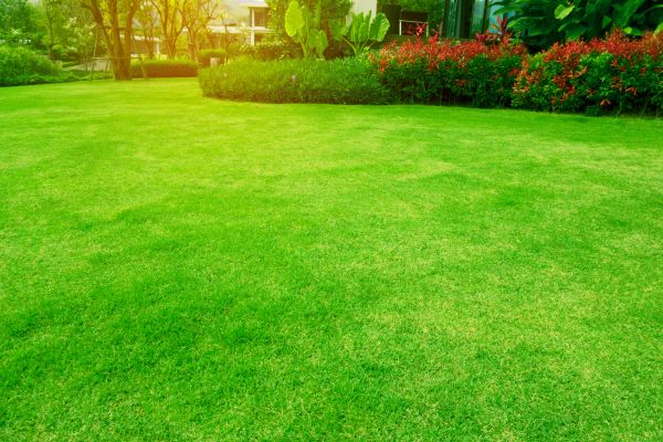 Grass Maintenance in Lake Stevens